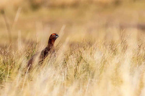 Red Grouse Lagopus Fabopus Йоркширских Далях Великобритания — стоковое фото