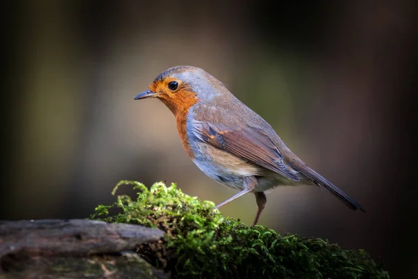 Robin Erithacus Rubecula Perched Trunk — Stock Photo, Image