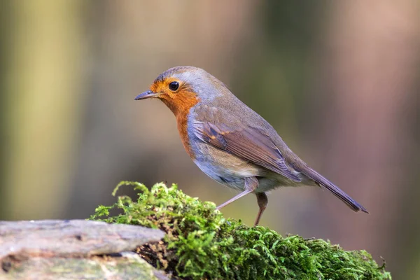 Robin Erithacus Rubecula Perched Trunk — Stock Photo, Image