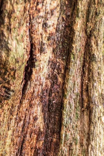 Hnijící Pozadí Stromu Textura Close — Stock fotografie