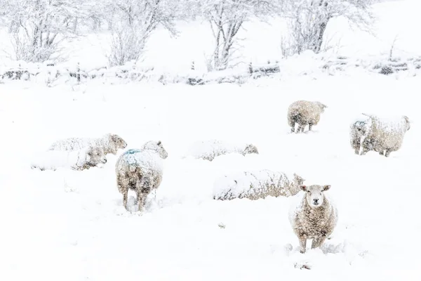 Moutons Dans Hiver Blanc Froid Yorkshire Paysage — Photo