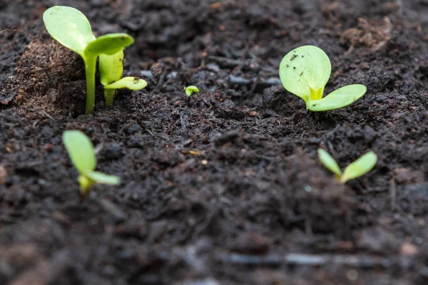 New Vegetable Plants Seedlings Coming Soil — Stock Photo, Image