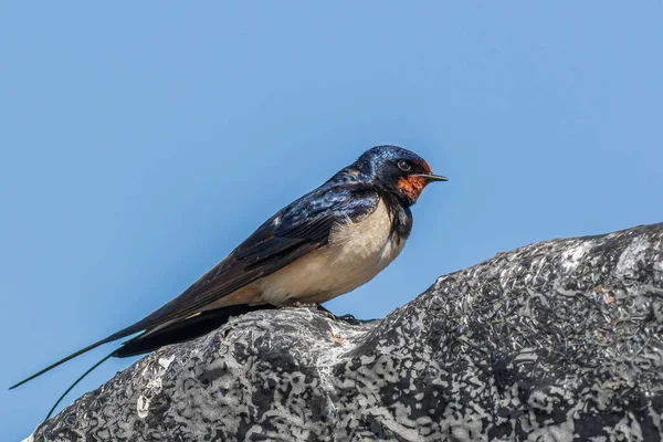 Swallow Hirundo Rustica Perched Close — Stock Photo, Image