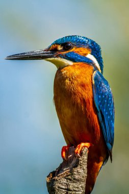 Kingfisher (Alcedo) bir dala tünedi