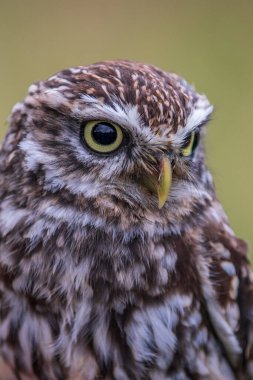 Küçük baykuş (Athene noctua) yakından tünedi