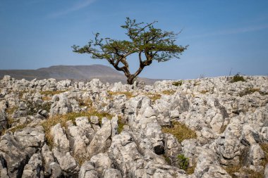 Yorkshire Dales UK 'de kireçtaşı kaldırımı.