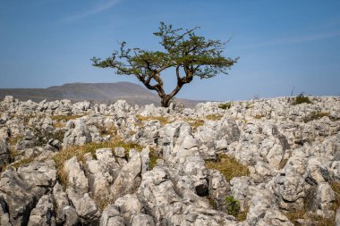 limestone pavement in the yorkshire dales UK clipart