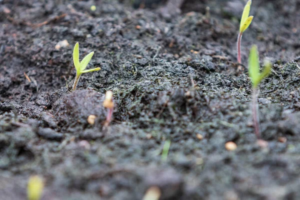 Νέα Φυτικά Φυτά Seedlings Έρχονται Μέσα Από Έδαφος — Φωτογραφία Αρχείου