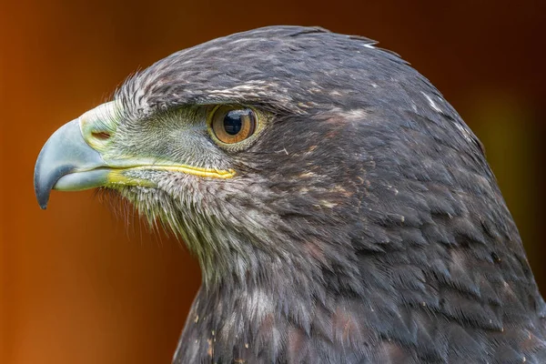 Grey Buzzard Eagle Head Shot Close — Stock Photo, Image