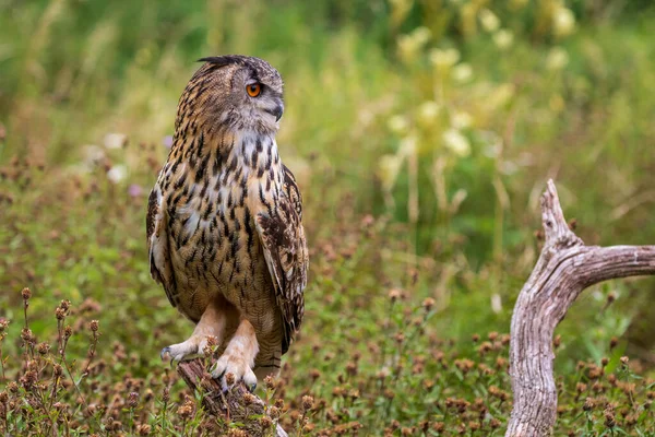 Búho Águila Bubo Bubo Encaramado Cerca —  Fotos de Stock