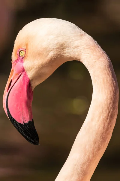 Flamingo Στο Πάρκο Oasis Στην Fuerteventura Ισπανία — Φωτογραφία Αρχείου
