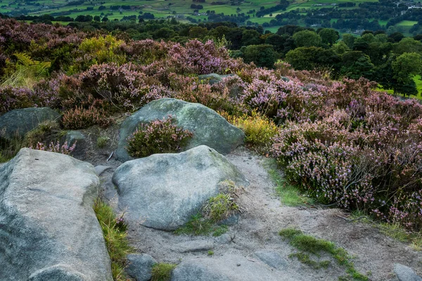 Heather Calluna Vulgaris Full Blom Vid Norland Halifax West Yorkshire — Stockfoto