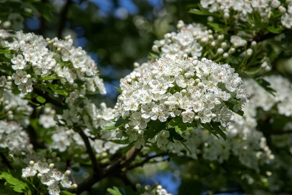 Hagtorn Crataegus Monogyna Blomsternärbild — Stockfoto