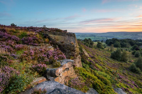 Heather Calluna Vulgaris Pleine Floraison Norland Halifax Dans West Yorkshire — Photo