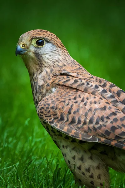 Cernícalo Común Falco Tinnunculus Posado Sobre Hierba —  Fotos de Stock