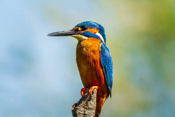 Kingfisher Alcedo Atthis Натягнутий Гілку — стокове фото