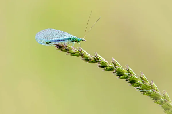 Lacewing Chrysopidae Perché Sur Une Tige Herbe — Photo