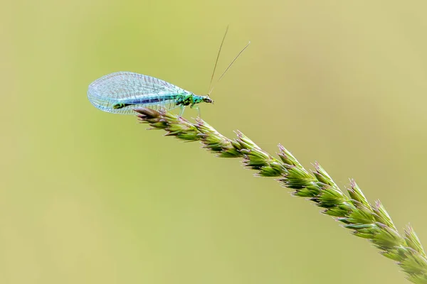 Lacewing Chrysopidae Perched Grass Stem — 图库照片