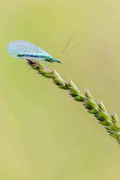 Lacewing Chrysopidae Perched Grass Stem — Stock Photo, Image