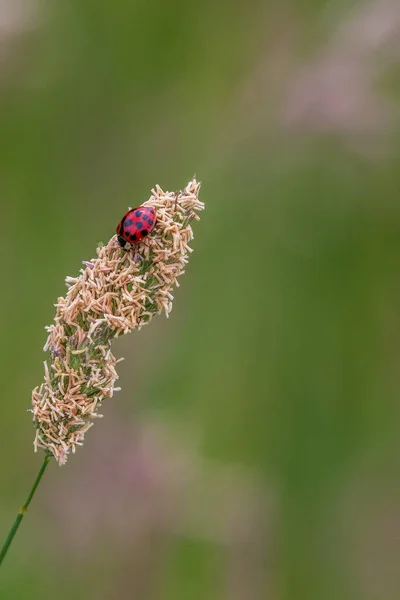 Mariquita Tallo Hierba Cerca — Foto de Stock