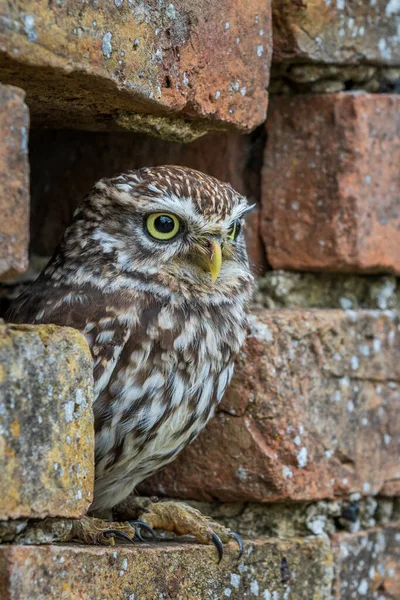 Little Owl Athene Noctua Perched Hole Wall — Stock Photo, Image