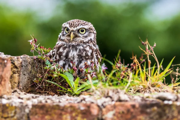 Little Owl Athene Noctua Perched Brick Wall — Stock Photo, Image