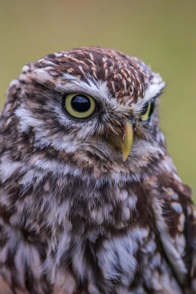 Kleine Uil Athene Noctua Van Dichtbij — Stockfoto