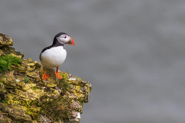 Puffin Krawędzi Urwiska Wybrzeżu — Zdjęcie stockowe