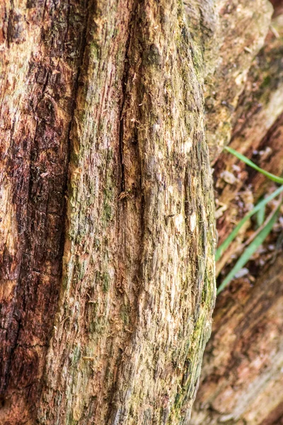 Fondo Textura Del Árbol Podrido Cerca — Foto de Stock