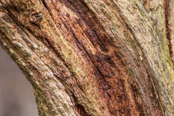 Гниющий Фон Дерева Текстура Крупным Планом — стоковое фото