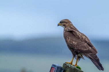 Bir direğe tünemiş şahin (Buteo buteo)
