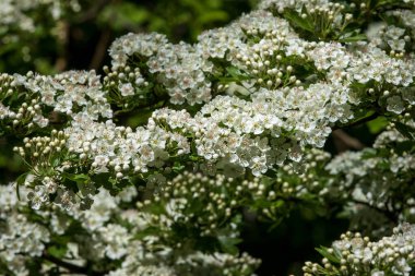 Hawthorn (Crataegus monogyna) çiçeğe yakın planda
