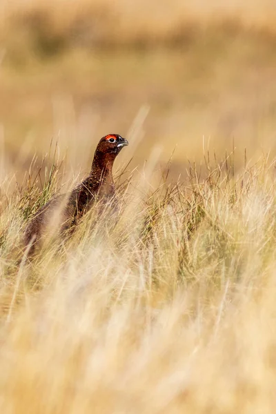 Red Grouse Lagopus Fabopus Йоркширских Далях Великобритания — стоковое фото