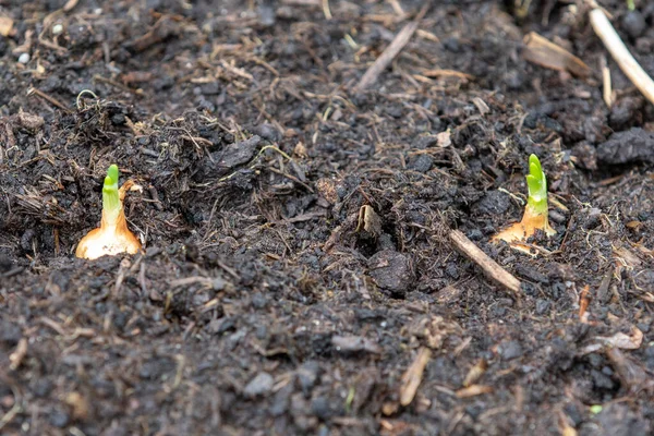 New Vegetable Plants Seedlings Coming Soil — Stock Photo, Image