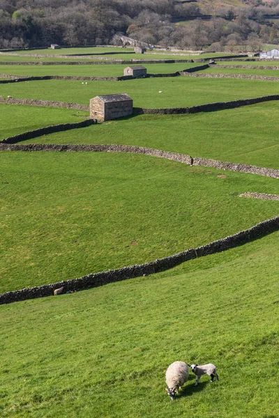 Hermoso Día Yorkshire Dales —  Fotos de Stock