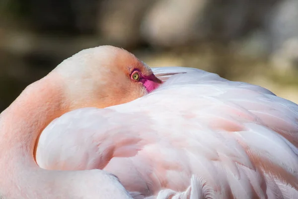 Flamingo Oasis Park Fuerteventura Spain — Stock Photo, Image