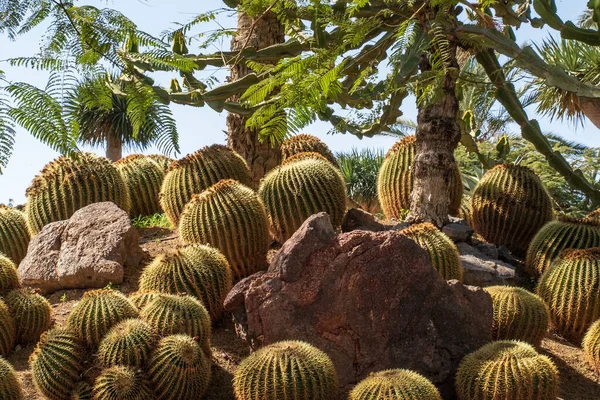 Kaktus Samling Växer Botanisk Trädgård — Stockfoto