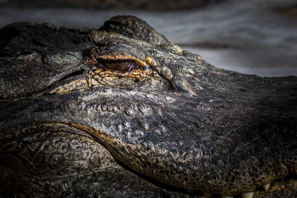 A large dangerous Crocodile at the Oasis Park on Fuerteventura , Spain.