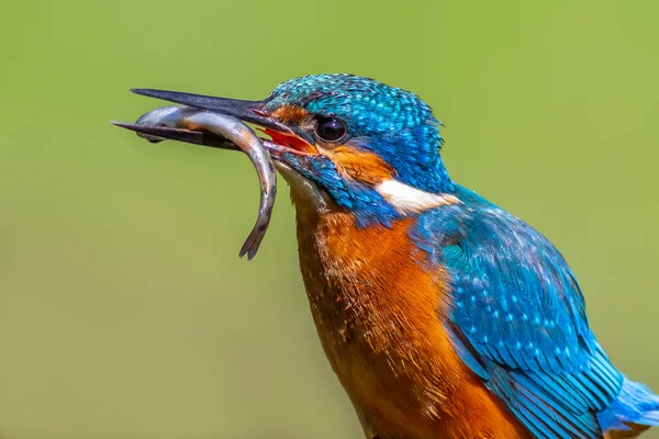 Kingfisher Alcedo Bir Dala Tünedi — Stok fotoğraf