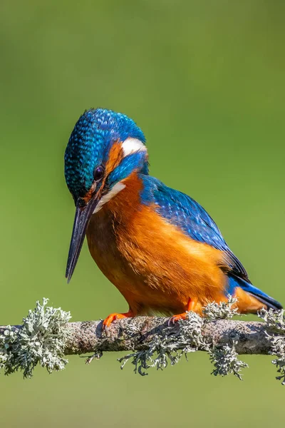 Kingfisher Alcedo Placerad Gren — Stockfoto