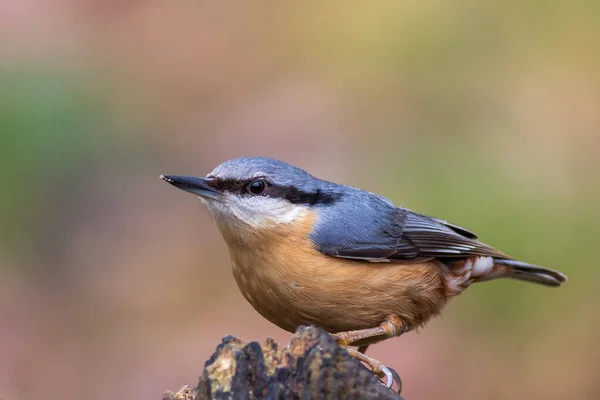 Nothatch Sitta Europaea Bir Ağaca Tünedi — Stok fotoğraf