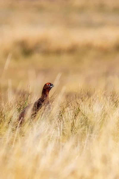 Gallo Rosso Lagopus Lagopus Nello Yorkshire Dales Regno Unito — Foto Stock