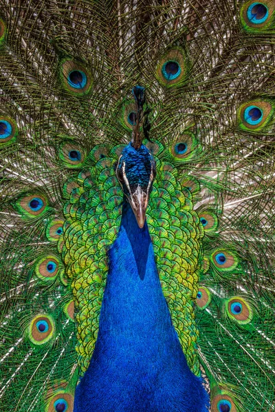 Retrato Hermoso Pavo Real Mostrando Plumas —  Fotos de Stock