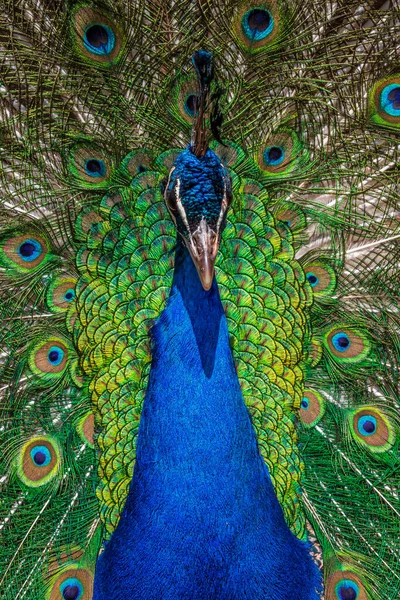Tüylerini Gösteren Güzel Tavus Kuşunun Portresi — Stok fotoğraf