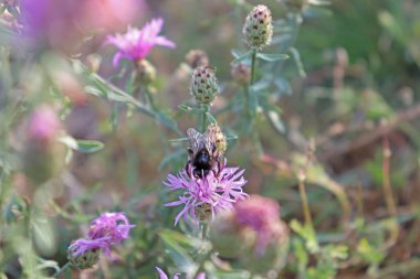 Çiçekteki yaban arısı.