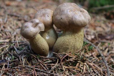 Bu boletus çok güzel, ama acı bir tadı var, çünkü yenilebilir değil..