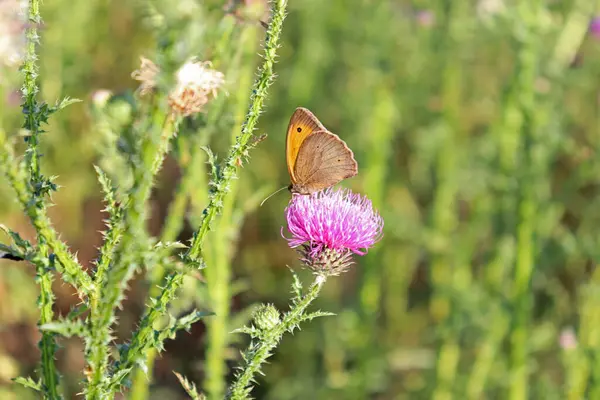 Mariposa Alimenta Néctar Cardo —  Fotos de Stock