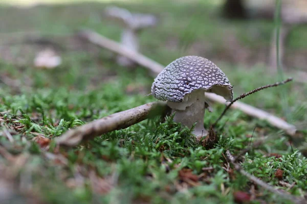 Resimdeki gri mantar (Amanita spissa) yenilebilir bir mantar türüdür. Zehirli olan kaplan mantarı (Amanita pantherina) ile kolayca değiştirilebilir..