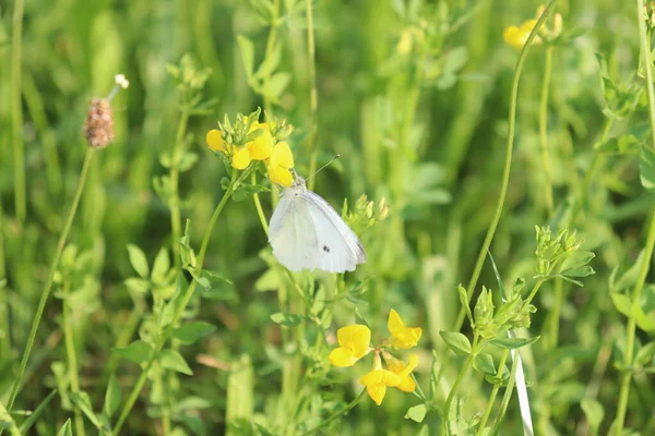 Hermosa Mariposa Blanca Alimenta Néctar Flores Amarillas —  Fotos de Stock