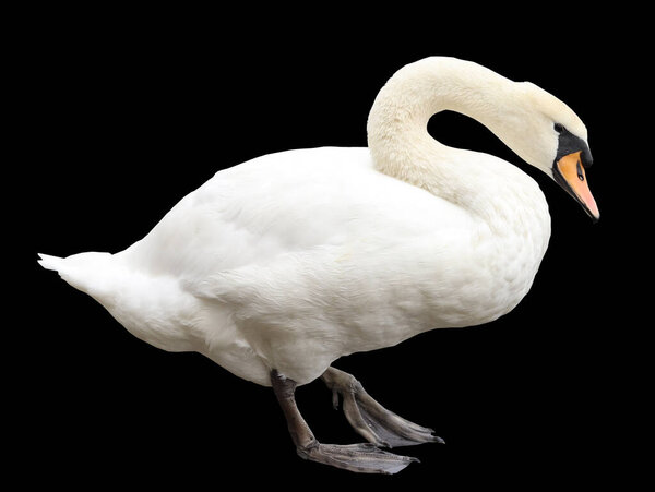 Обрезанное фото лебедя на черном фоне.